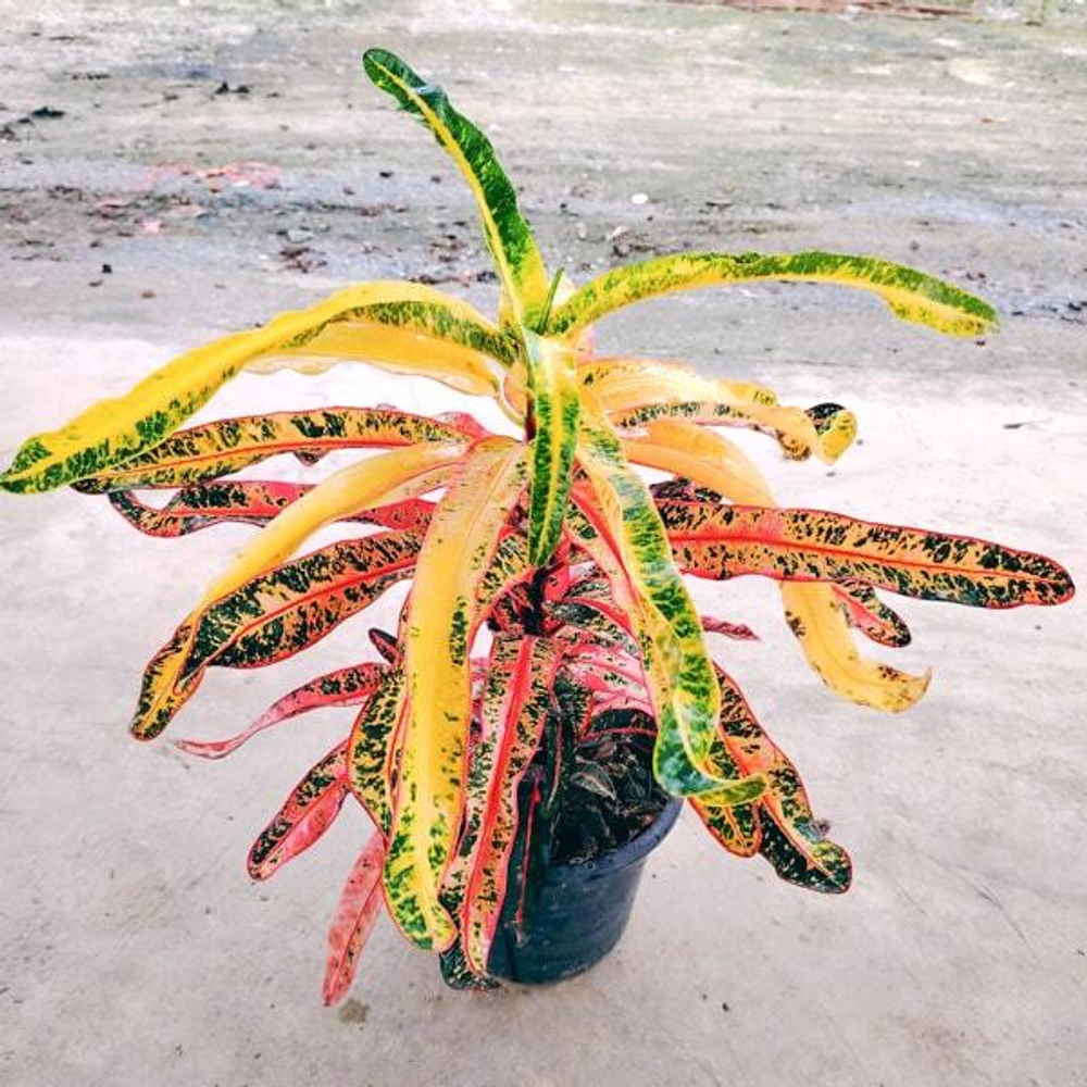 Кротон SAHAT SAKHAN