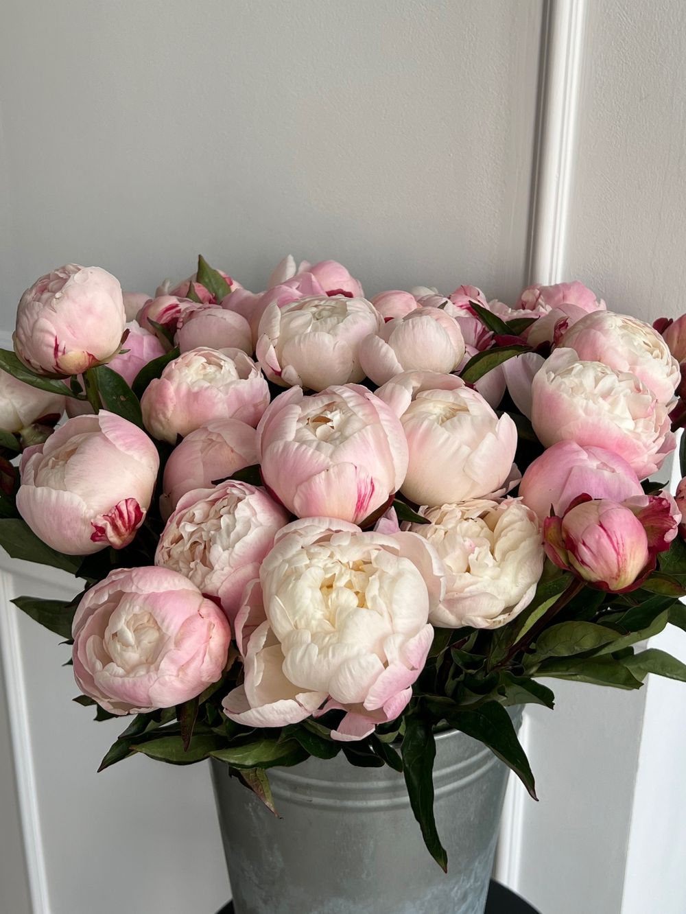 Пион в бело-розовом оттенке