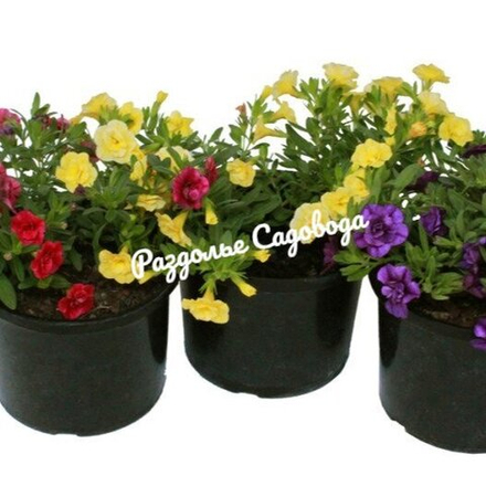 Калибрахоа