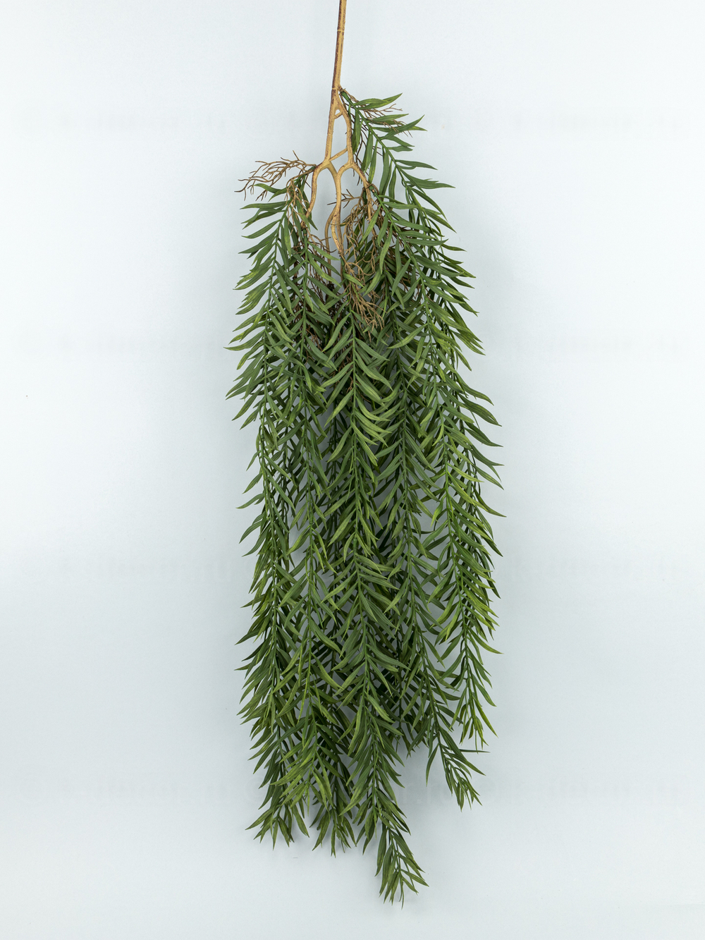 Ампельный вереск Арес