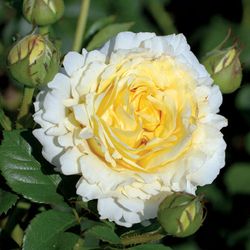 Сирано де Бержерак (Cyrano de Bergerac)