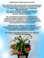 Гвоздика Лилипот Скарлет многолетняя, зимующая