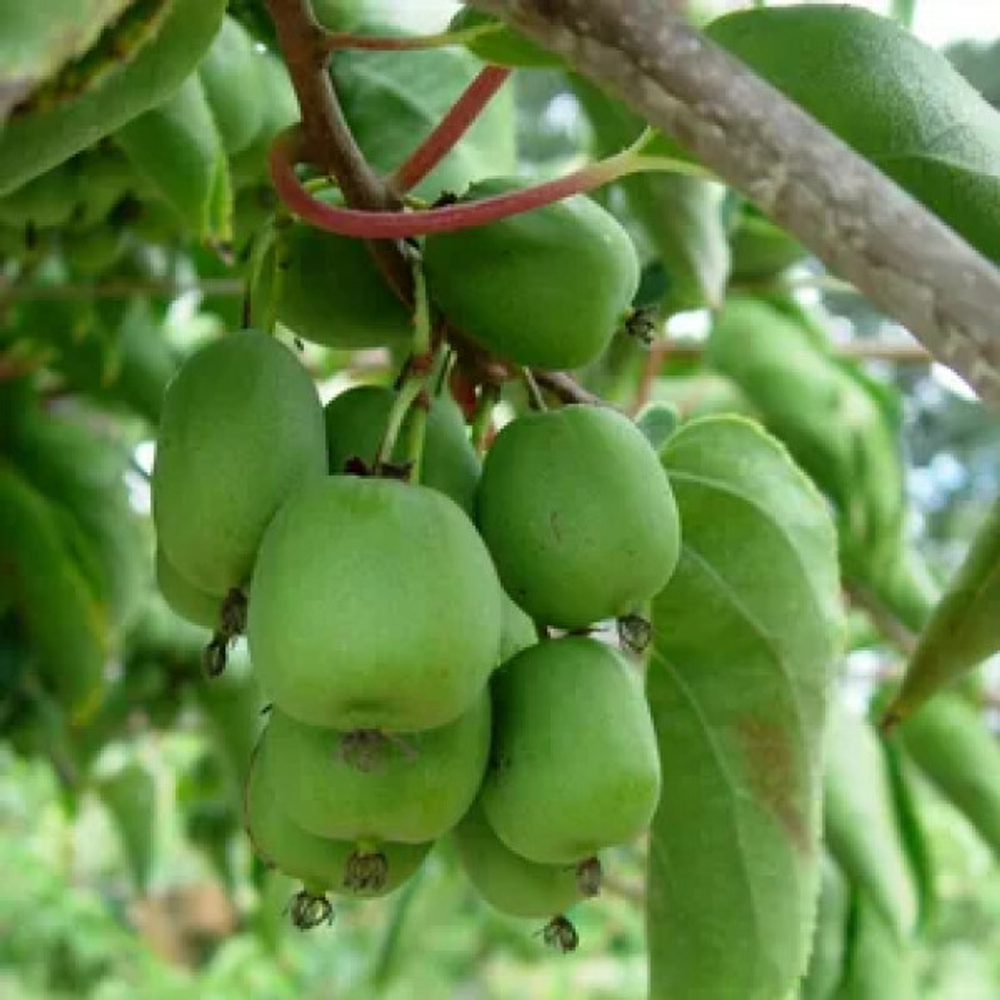 Актинидия аргута Солнечный (муж) Р9