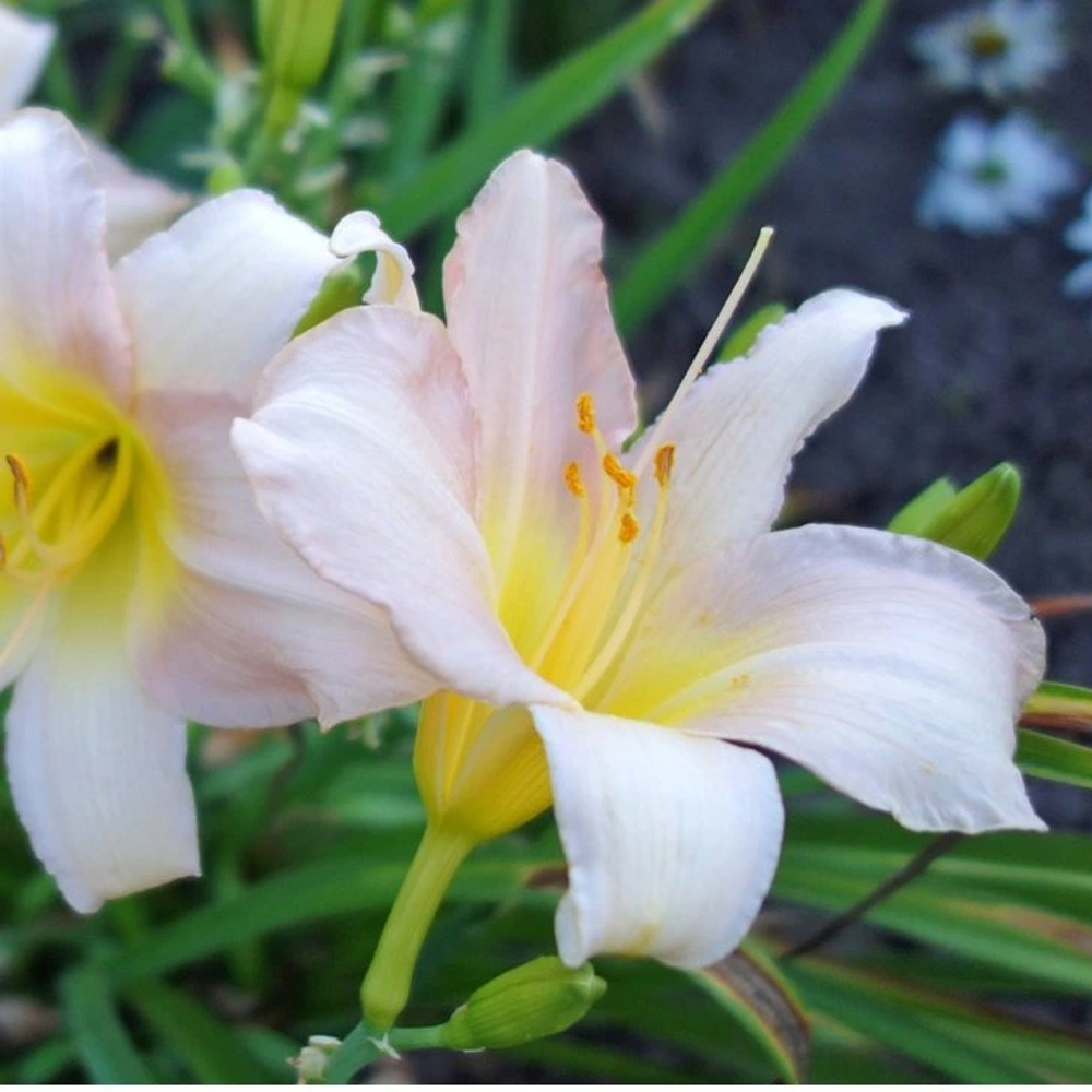 Лилейник гибридный "Catherine Woodbury". Hemerocallis hybrida "Catherine Woodbury".