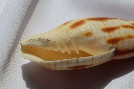 Митра еремитарум (Nebularia eremitarum)