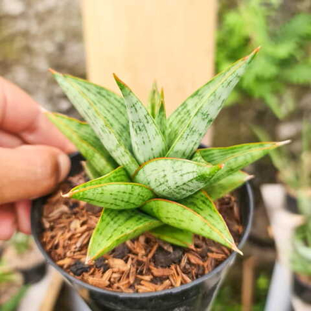 Сансевиерия LOTUS