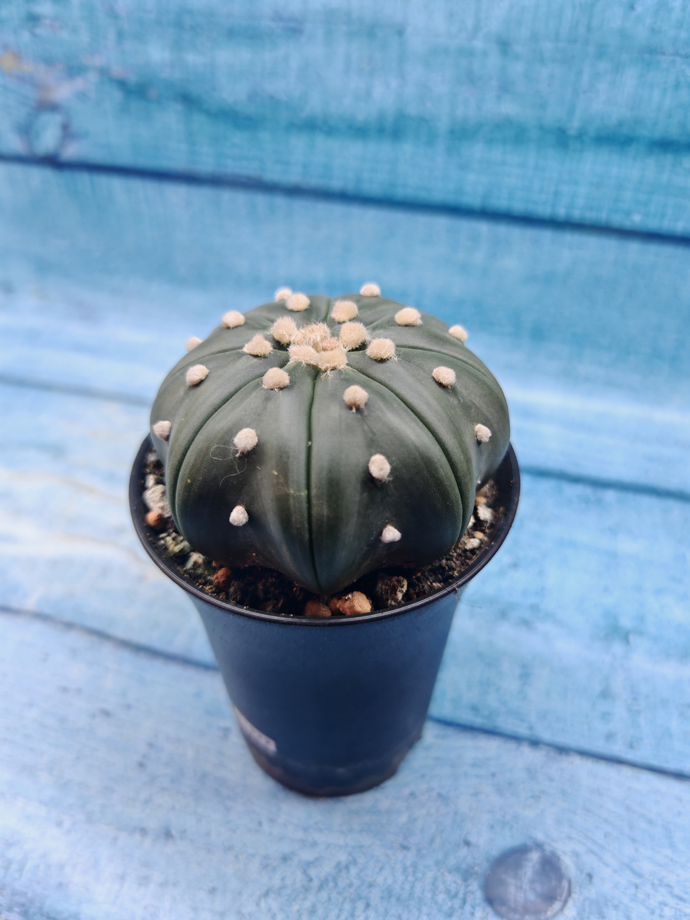 Astrophytum Asterias (Астрофитум)