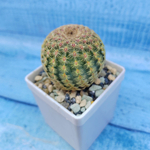 Echinocereus Rigidissimus Rubispinus (Эхиноцереус)