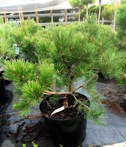 Сосна mugo ophir Gnom