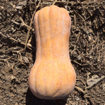 Матильда F1 семена тыквы (Enza Zaden / Энза Заден)