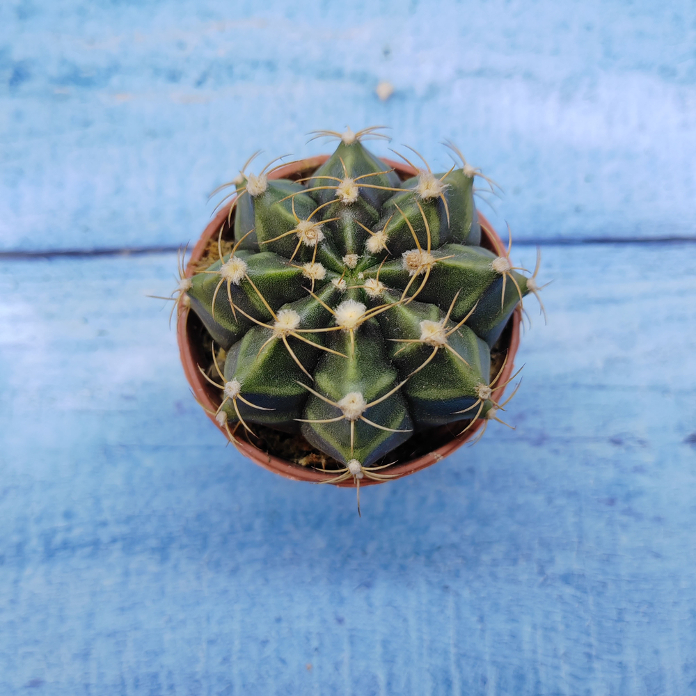 Gymnocalycium Friedrichii (Гимнокалициум)