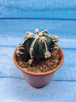 Astrophytum Myriostigma "Hakujo Fukuryu" (Астрофитум)