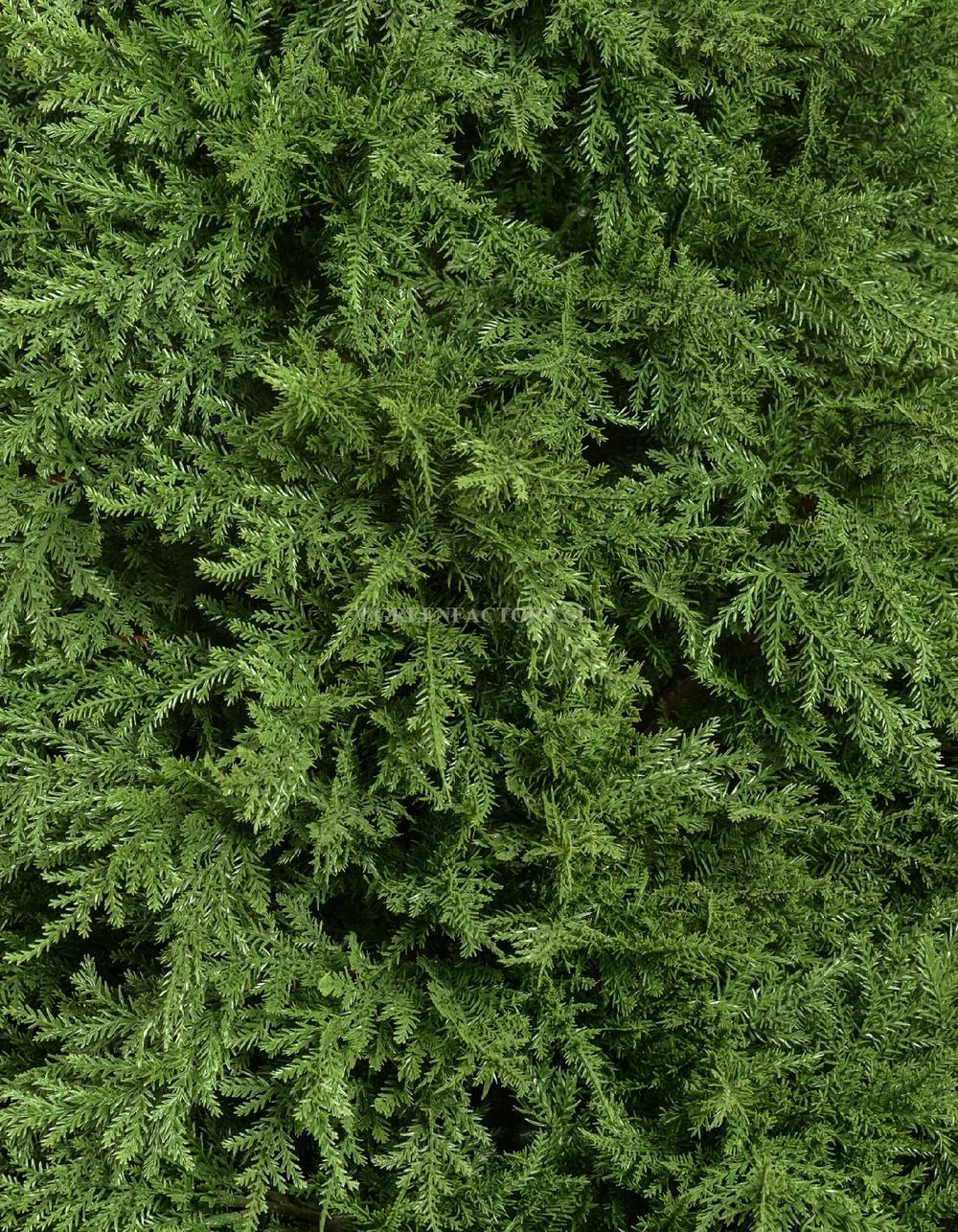 Кипарис Тауэр уличный новый