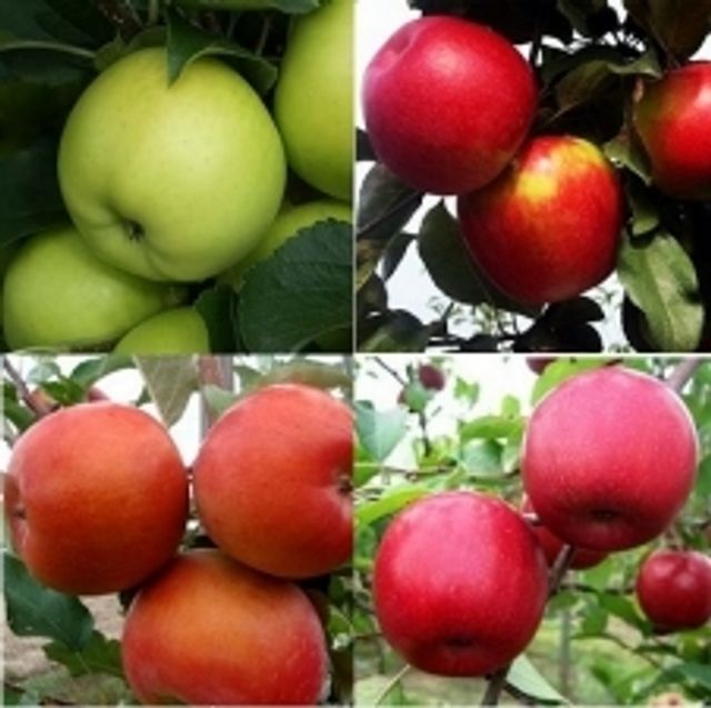 Яблоня