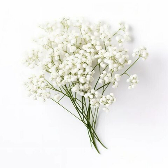 Гипсофила: как сохранить букет на долгое время