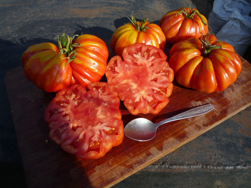 Помидоры Accordion Вi-color