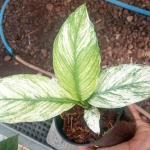 Спатифиллум WHITE MINT