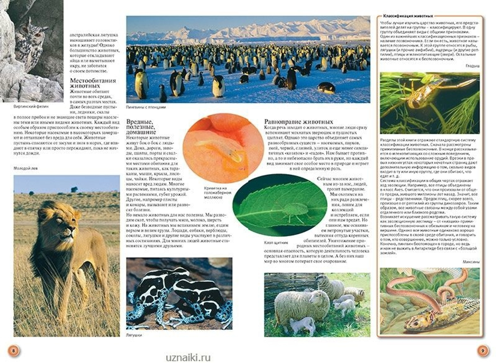 Животные. От амёбы до шимпанзе