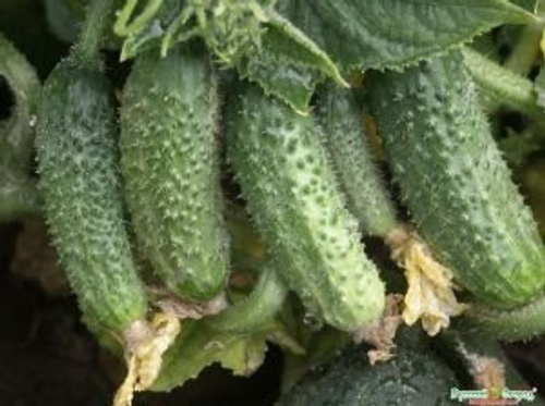 Огурец Престиж F1