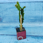 Schlumbergera Thor Wild Cactus Orange (Декабрист)