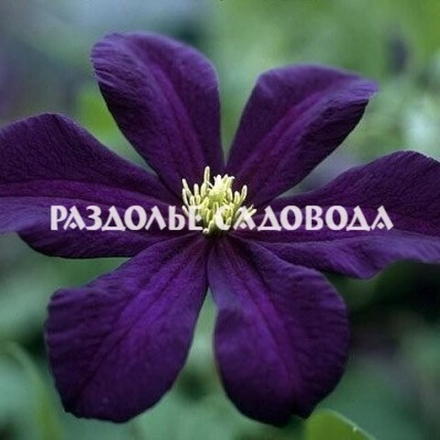 Клематис крупноцветковый Романтика