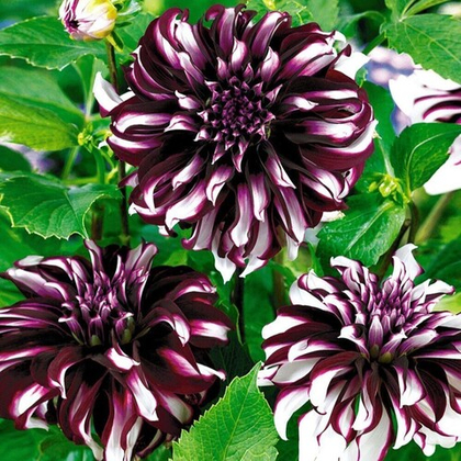 Георгина Тартан бордюрная