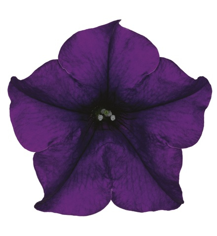 ЕВРО Петуния Surfinia Blue укорененный черенок ОКС февраль 26 Kohen