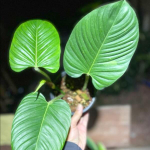 Филодендрон GENEVIEVIANUM