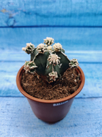 Astrophytum Myriostigma "Hakujo Fukuryu" (Астрофитум)