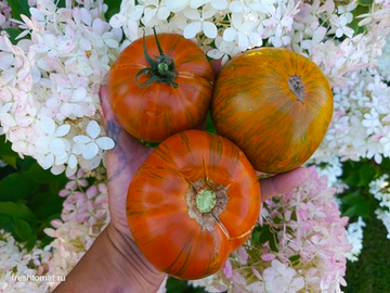 Козула 228 сорт томата