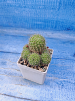 Rebutia Pulvinosa (Ребуция)