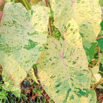 Колоказия PINK KINNAREE