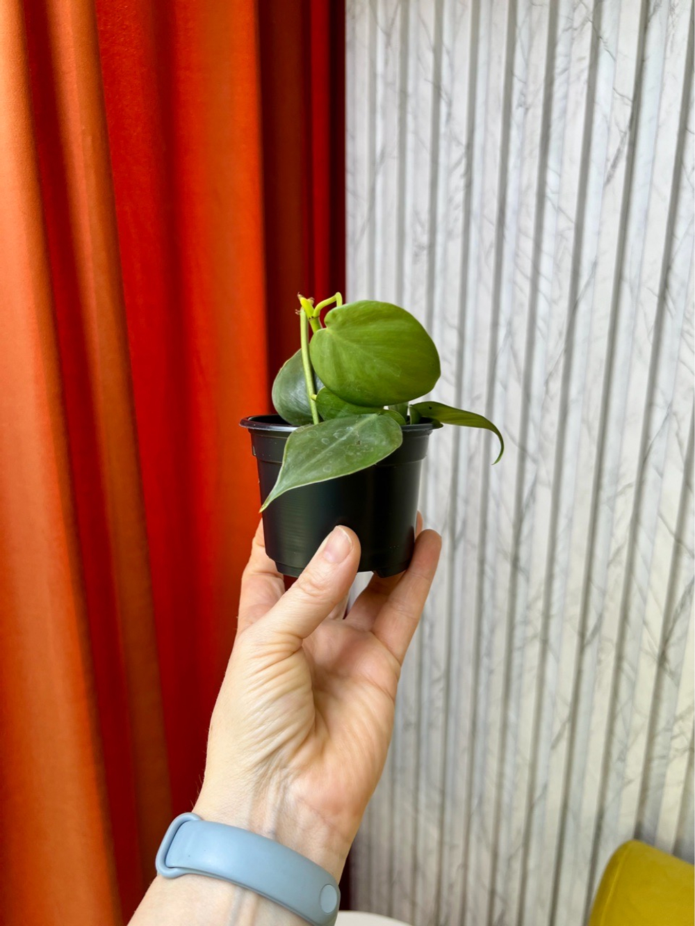 Филодендрон Сканденс, D9см Н15см, 1шт, Urban Jungle