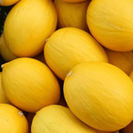 Золотой шар семена дыни (ПОИСК)