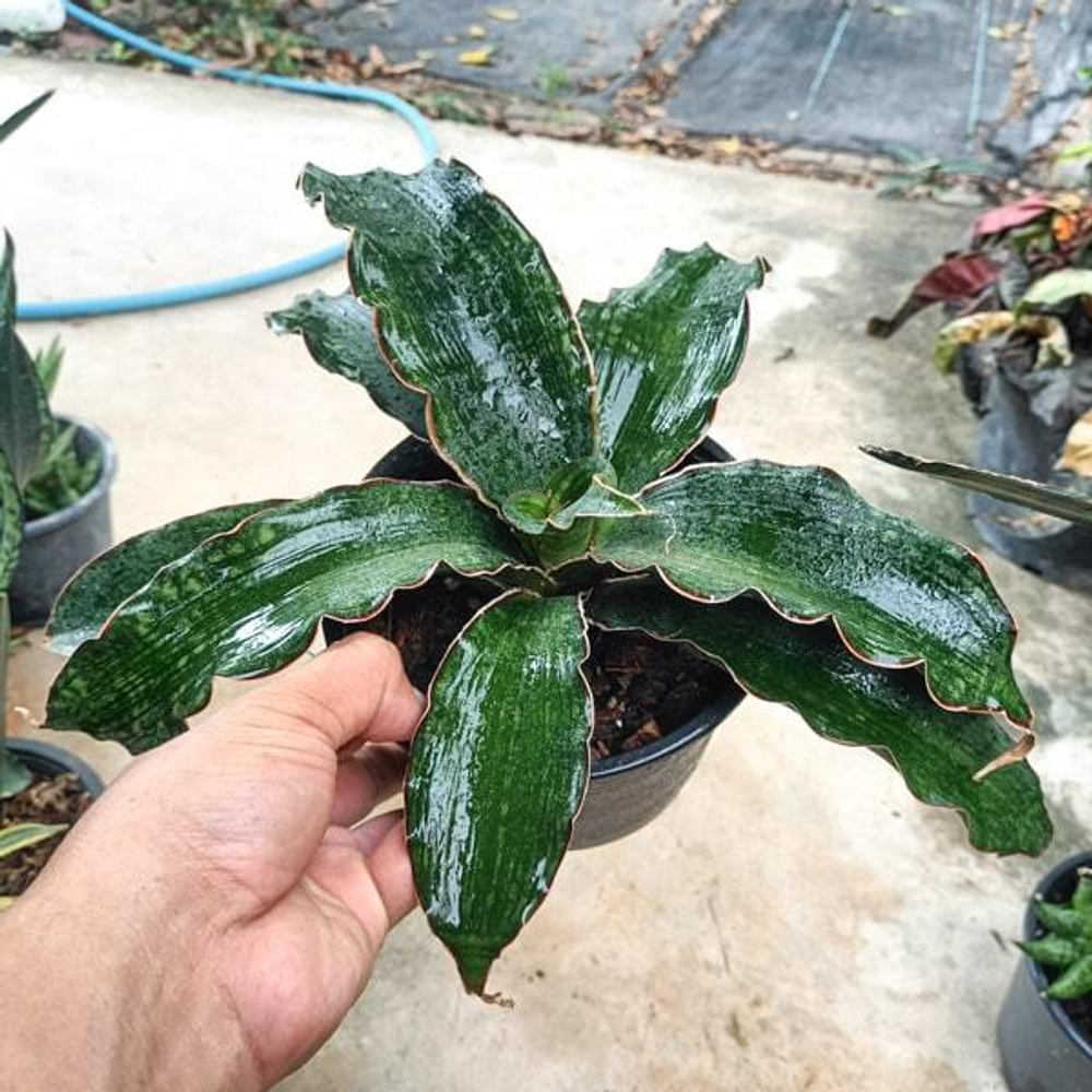 Сансевиерия WATERMARK