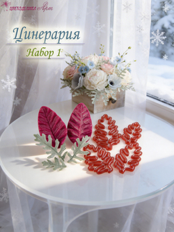 Цинерария. Набор № 1.