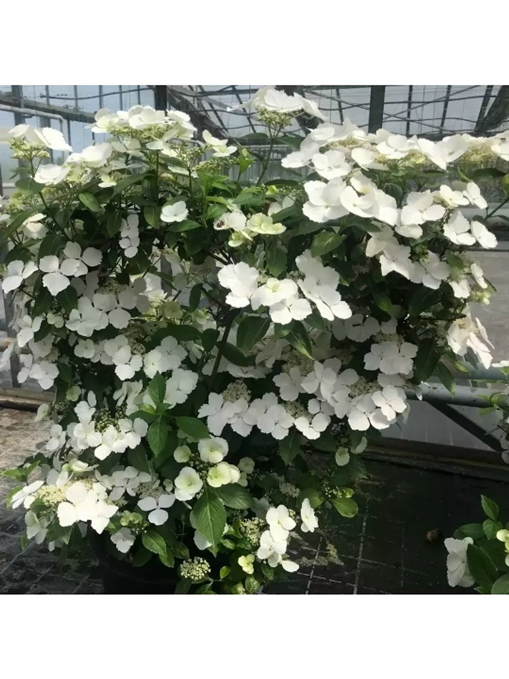 Сбежавшая невеста (Ампельный гибрид)