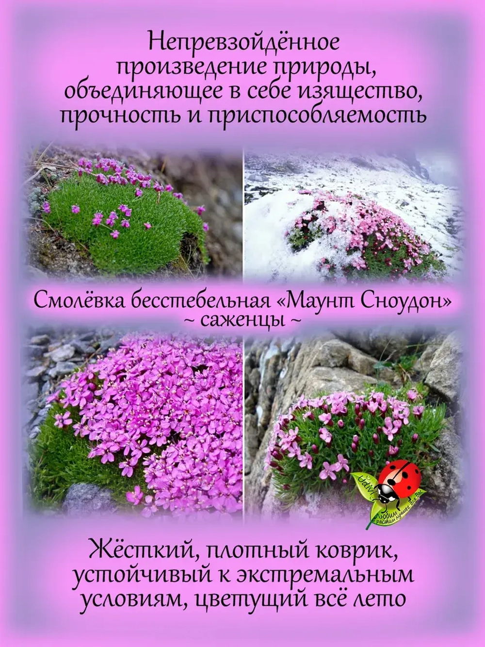 Смолёвка бесстебельная Маунд Сноуден многолетняя