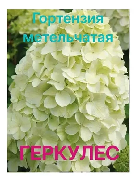 Геркулес гортензия метельчатая