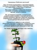 Монарда Би Мерри садовый бергамот