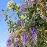 Петрея вьющаяся – Petrea volubilis