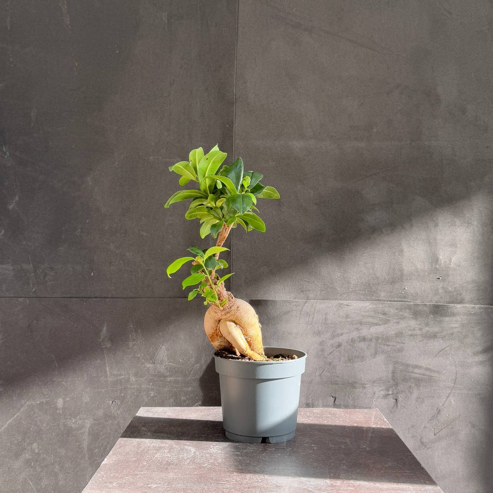 Фикус микрокарпа (Ficus microcarpa Ginseng)