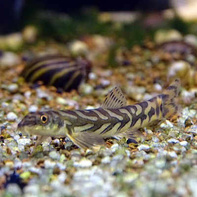 Вьюн Зодиак