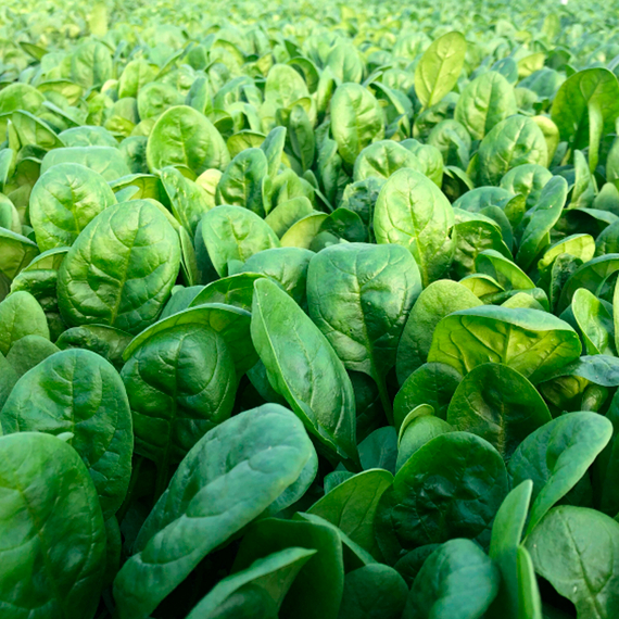 Эль Луцио семена шпината (Syngenta / Сингента)
