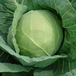 ПАНДИОН F1 семена капусты белокочанной (Seminis | Alexagro)