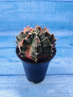 Gymnocalycium Variegata (Гимнокалициум Вариегатный)