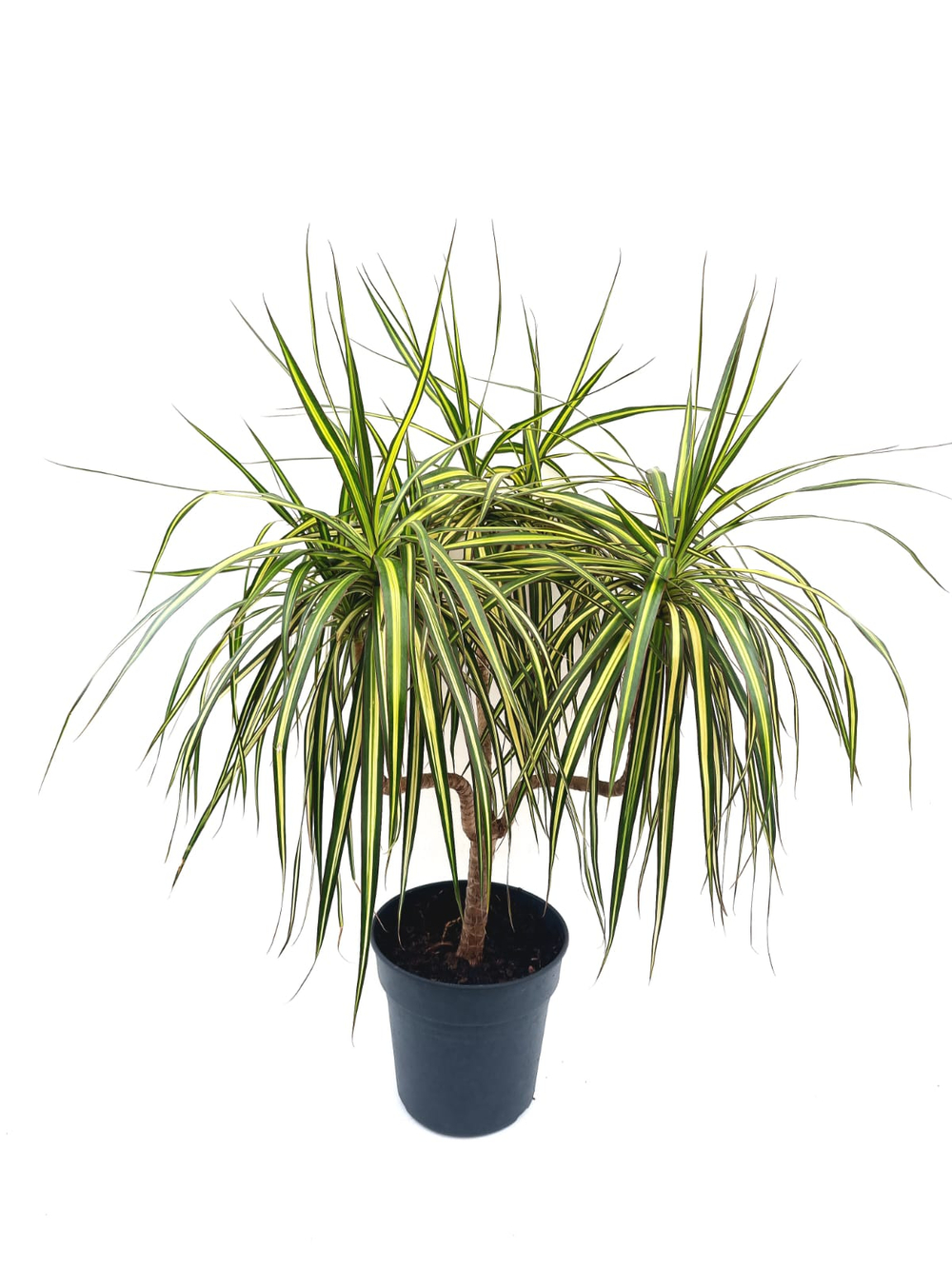 Драцена МАРГИНАТА САНРЕЙ