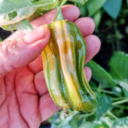 НОВИНКИ 2026!