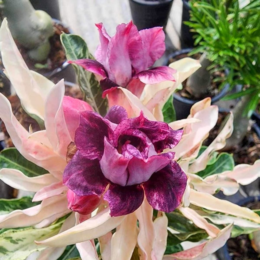 Адениум вар AMETHIST