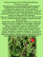 Колеус ампельный Мания преследования Трайлинг Психолеус